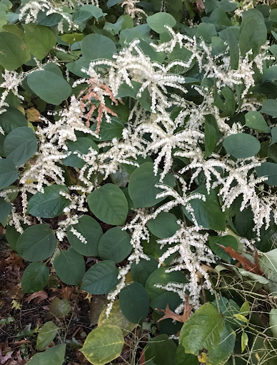 Japanese Knotweed