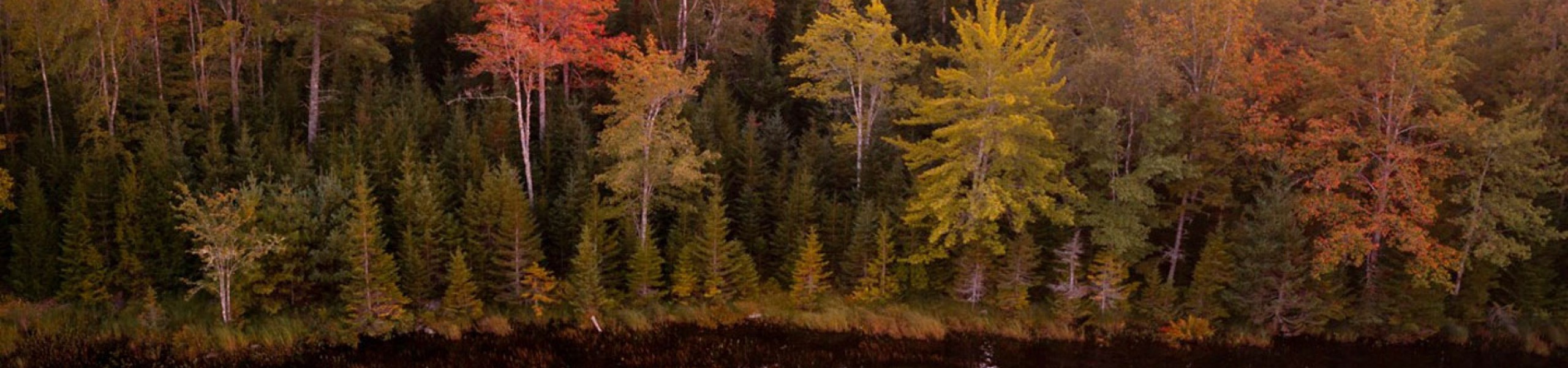 autumn forest by the river shore